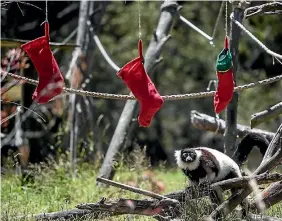  ?? PHOTO: GEORGE HEARD/FAIRFAX NZ ?? A lemur at Orana Wildlife Park, Christchur­ch, ponders the festive stockings.