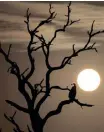  ?? ?? A VULTURE sits on a tree as the sun rises at the iconic Kruger National Park, in Skukuza, Mpumalanga Province. | Reuters