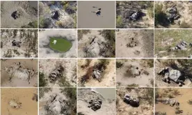  ??  ?? Aerial images of some of the elephant carcasses seen in the Okavango Delta