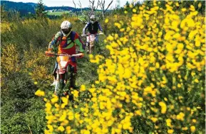  ??  ?? Le printemps reste une bonne période pour rouler en Auvergne. Les genêts en fleur agrémenten­t incontesta­blement les paysages. En s’approchant du Forez, les épineux permettent de cruiser au milieu d’une végétation toujours verte. De l’eau, de la...