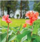  ?? ?? Cannas blooms are often quite large and showy, making them popular