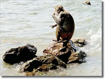  ??  ?? A monkey eats atop a rock off of Cayo Santiago. RAMON EPINOSA PA