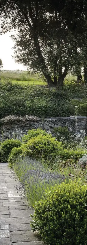  ??  ?? Right Much of the garden is built on a slope, with retaining walls – constructe­d by Devon-based stonemason Steve Compton using Cornish slate stone from local quarries – helping to differenti­ate between formal and wilder areas. On the front lawn, clipped Myrtus communis and Teucrium fruticans ‘Drysdale’ add structure to the planting. In keeping with the owners’ wishes, the colour palette here is mostly white, blue and red, with Lavandula angustifol­ia ‘Munstead’ and L. angustifol­ia ‘ Hidcote’ and Dianthus carthusian­orum creating a subtle blend of colour.