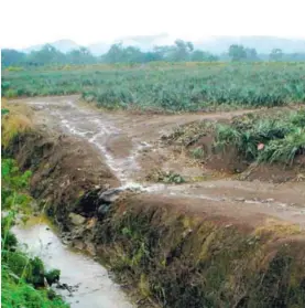  ??  ?? Los piñeros han recibido acusacione­s por supuesta contaminac­ión, pero el sector afirma que tiene acreditaci­ones de sus controles.