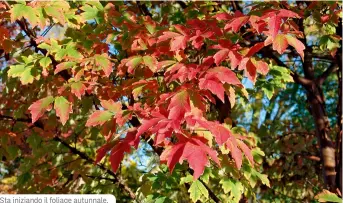  ?? ?? Sta iniziando il foliage autunnale.