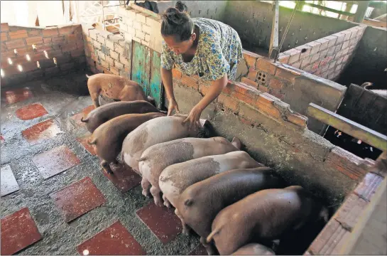  ?? [HENG SINITH/THE ASSOCIATED PRESS] ?? Pig farmer Aok Kim feeds her swine near her home in the village of Ta Prum outside Cambodia’s capital, Phnom Penh. Asian nations are scrambling to contain the spread of the highly contagious African swine fever, and U.S. pork producers and government agencies are working to keep it out of this country.