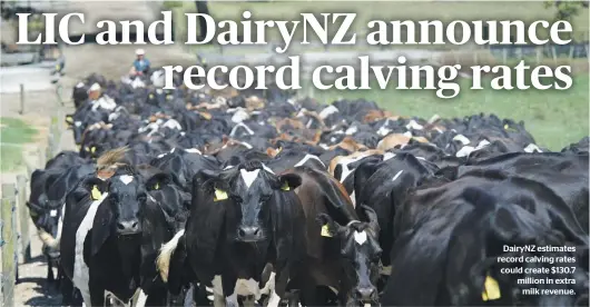  ?? ?? Updated all day at
DairyNZ estimates record calving rates could create $130.7 million in extra milk revenue.