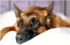  ?? PHOTO: 123RF ?? Your dog sleeping in or on the bed with you is your own choice, but one day, the tables may turn.