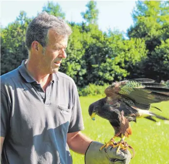  ?? FOTO: GISELA SGIER ?? Der Jäger und Falkner Andi Huber aus Emerlanden kümmert sich nicht nur um das Wohl erkrankter und hilfsbedür­ftiger Greifvögel, sondern bildet auch seine „ Hilde“, ein Wüstenbuss­ard- Weibchen, zur Jagd aus.