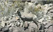  ??  ?? BIOLOGISTS are attempting to reestablis­h key migration corridors for bighorn sheep in the area.