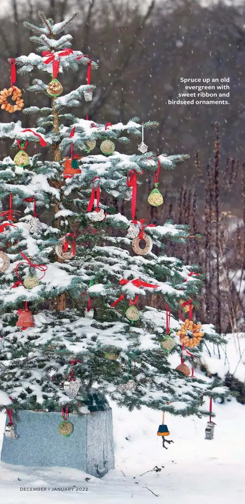  ?? ?? Spruce up an old evergreen with sweet ribbon and birdseed ornaments.