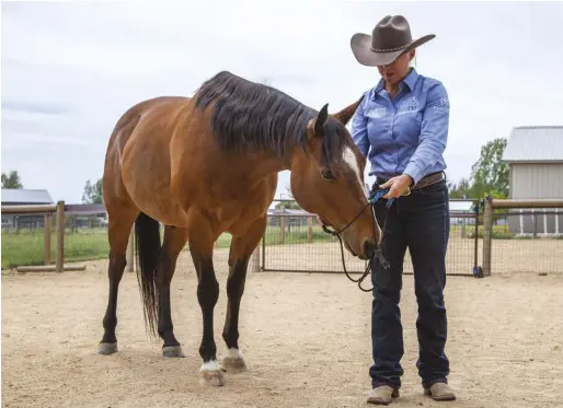  ??  ?? Teach your horse to put his nose into the halter’s noseband hole to get a reward.