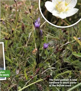  ??  ?? Josh Styles is back to work The field gentian is now confined to small parts of the Sefton coast