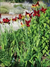  ?? BRENT MCGHIE —CONTRIBUTE­D ?? Day lillies can divided to create more plants.