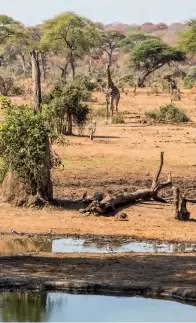  ??  ?? BELOW A giraffe ambles in for a drink at Senyati Camp’s waterhole, in Botswana.