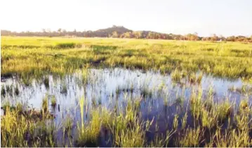  ??  ?? Wetlands are sensitive systems which must be protected because they play a critical role in the ecosystem