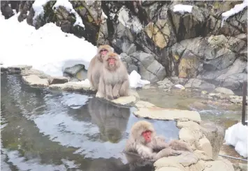  ??  ?? Snow monkeys at the Jigokudani nature reserve enjoy a soak in the hot springs.