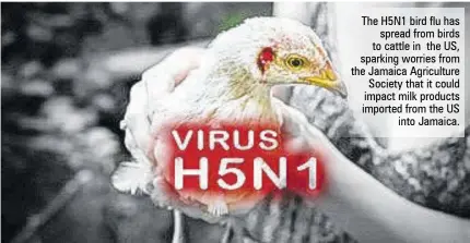  ?? ?? The H5N1 bird flu has spread from birds to cattle in the US, sparking worries from the Jamaica Agricultur­e Society that it could impact milk products imported from the US into Jamaica.