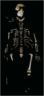  ??  ?? ABOVE: Skeleton of the Neandertha­l boy