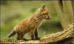  ?? Picture: Jon Hawkins ?? Keep an eye out for fox cubs this spring