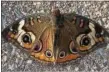  ??  ?? Common buckeye butterfly.