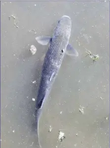  ??  ?? Mullet are commonly-seen fish in harbours, estuaries and tidal rivers.