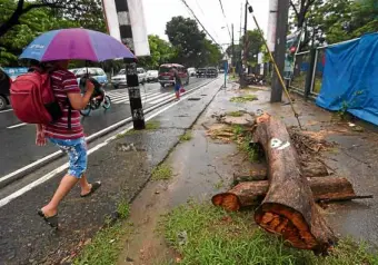  ?? LYN RILLON ?? “ROAD KILL” Only 62 of the hundreds of trees along Lawton Avenue are expected to be earth-balled and transplant­ed.—