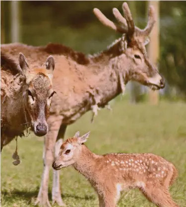 ??  ?? Royal arrival
The new Pere David’s deer, born on the Queen’s birthday