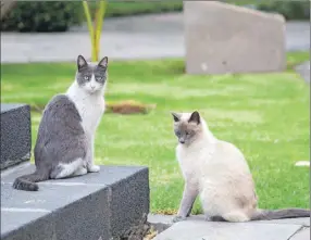  ?? ?? Por orden directa del presidente Andrés Manuel López Obrador, los 19 gatos que viven en Palacio Nacional serán los primeros animales en la historia de México que el gobierno reconoce como "activos fijos vivos"