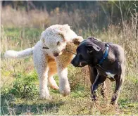  ?? Tribune News Service ?? ■ It’s a great idea to get your puppy into a socializat­ion class.