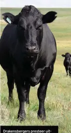  ??  ?? Drakensber­gers presteer uitstekend van natuurlike veld af, soos hierdie dragtige vers.