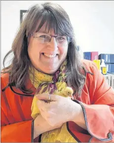  ??  ?? Concerned about the welfare of the duckling she’d helped hatch, Becky Cottreau took it to work with her on its first day. Co-workers referred to the day as Quack-a-doodle Wednesday. Co-worker Dana Osmond provided a warm hug to the duckling that was...