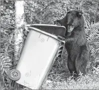  ?? CONTRIBUTE­D PHOTO ?? Wildlife biologists say homeowners need to take precaution­s when storing food or waste bins on their properties as they can attract bears and other animals.