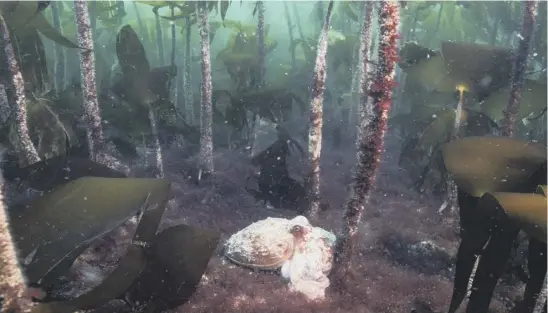  ??  ?? An octopus moves through a kelp forest, a key part of the marine habitat, that may soon be at the mercy of marine combine harvesters