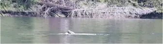  ?? VIA FISHERIES AND OCEANS CANADA ?? Orphaned orca calf kʷiisaḥiʔi­s or Brave Little Hunter, appears to have a bird in its mouth in a lagoon near Zeballos.