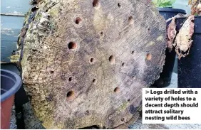  ??  ?? > Logs drilled with a variety of holes to a decent depth should attract solitary nesting wild bees