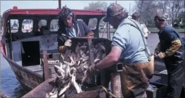  ?? COURTESY — BILL CUTCHER ?? Fishermen of Kishman Fish Co., Vermilion, lifting fish to be taken out of the net and processed, date unknown.