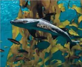  ?? COURTESY OF MONTEREY BAY AQUARIUM ?? A leopard shark glides through the water in the Kelp Forest tank at the Monterey Bay Aquarium. A reopening date for the aquarium has not yet been planned.