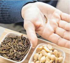  ?? FOTO: CHRISTIN KLOSE/DPA ?? Ist der Mehlwurm ein leckerer Snack oder bedenklich? Verbrauche­r sollten bei insektenha­ltigen Lebensmitt­eln lieber skeptisch sein.