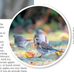  ??  ?? FLOCK FEEDER Generally, Fieldfares are flocking birds, tolerant of other Fieldfares and Redwings when feeding