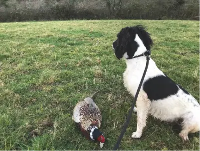  ??  ?? Tilly (above) and springer Ben (above right) have both been helped by Spaniel Aid UK, a charity set up to assist with the rescue, rehoming and fostering of working spaniels