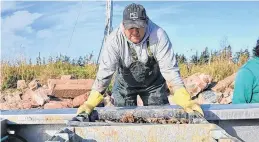  ?? SALTWIRE FILE PHOTO ?? Kenneth Arsenault examines the boxes of oyster seed delivered to Arsenault’s Wharf in Cascumpec, P.E.I.