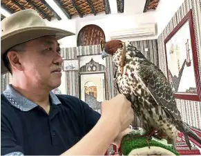  ?? — Photos: FLORENCE TEH and WONG CHUN WAI ?? Falcons are beautiful creatures.