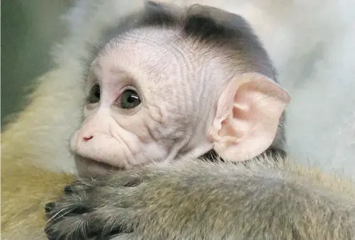  ?? STEPHANIE PILICK/AFP/ Gett y Images ?? A new fertility experiment performed on monkeys raises hope that the technique can help infertile cancer patients conceive.