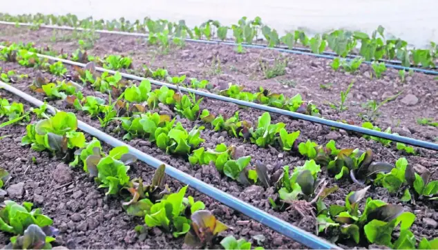  ?? Jane Kaminski photos ?? Lettuce begins to sprout at the Armagh, Indiana County, farm of Jane Kaminski and John-Paul Runyan.