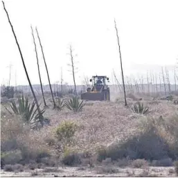  ?? J. A. ?? Una pala trabaja entre las pitas del suelo donde se celebrará el festival.