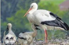  ?? FOTOS: ULRIKE MARUSZCZAK ?? Rathausstö­rchin Ursula mit ihren zwei Sprössling­en.