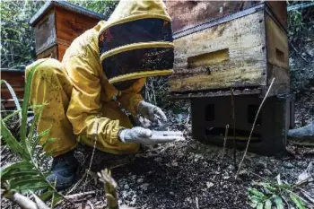  ?? — AFP photos ?? Beekeeper Gildardo Urrego looks at a poisoned bee at his apiary in Santa Fe de Antioquia, Antioquia department, Colombia.