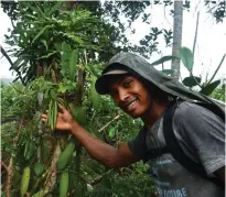  ??  ?? VANILJCENT­RUM. Franco står vid en vaniljodli­ng nära Marojejy nationalpa­rk och visar upp bönorna.