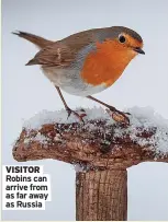  ?? ?? VISITOR Robins can arrive from as far away as Russia